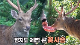 산골 마을 야산에 나타난 수상한 동물의 정체! | ZUM TV