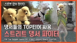 댕서들의 TOP티어 싸움, 스트리트 댕서 파이터ㅣTOP Tier Doggos Dance Off, STREET DOGGO DANCE FIGHTER | ZUM TV