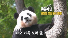 [10월 22일 예고] 선물같이 찾아온 바오 가족♥ | ZUM TV