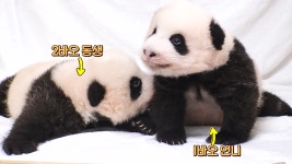 새로운 가족 쌍둥 바오와 맏언니가 된 푸바오♥ | ZUM TV