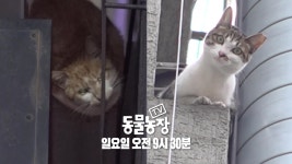 [11월 19일 예고] 숨 막히는 고양이와의 숨바꼭질 | ZUM TV