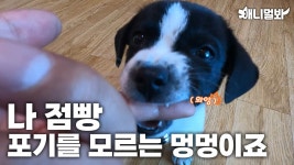 나 점빵 포기를 모르는 멍멍이죠ㅣI’m Jumppang Who Doesn’t Give Up | ZUM TV