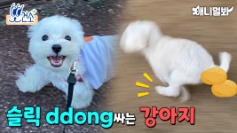 우다다다 달리면서 똥 싸는 강아지 괜찮을까요?ㅣYour Dog Runs While Pooping? Here’s Why | ZUM TV