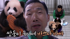 이것이 육아다! 강철원 사육사의 쌍둥바오 육아일기 | ZUM TV