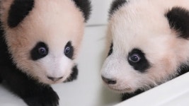 쌍둥바오 자매, 어색한 만남의 시간 공개★ | ZUM TV