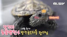 쪼꼬미 동물병원 시즌4 1화(내원 환자:발칸폰드터틀 랑이님)ㅣAnimal Hospital for Tiny Animals 4 : Balkan Pond Turtle Rangi | ZUM TV