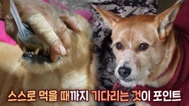 망치질을 예술로! 건강원 망치 달인 | ZUM TV