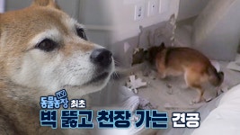 동물농장 최초, 벽 뚫고 천장 올라가는 시바견 ‘나무’ | ZUM TV
