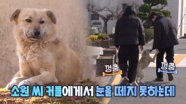 한 커플만 쫓아다니는 의문의 개 ‘누렁이’ | ZUM TV