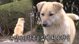 아파트 단지 떠도는 유기견 ‘누렁이’의 가슴 시린 속사정 | ZUM TV