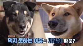단독으로 자유롭게 즐기는 ‘애견 전용 캠핑장’ | ZUM TV