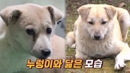 한 커플만 쫓던 떠돌이 ‘누렁이’에게 찾아온 기적 같은 소식! | ZUM TV 한 커플만 쫓던 떠돌이 ‘누렁이’에게 찾아온 기적 같은 소식!