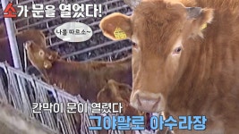 ‘우사 미스터리’ 매일 축사 문을 여는 소! | ZUM TV