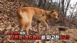 몸에 밧줄 묶인 채 떠도는 위기의 누렁이 | ZUM TV