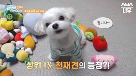 [예고] 백발백중 모든 인형들의 이름을 기억하는 상위 1% 천재견의 등장🐶 #순간포착세상에이런일이 #WhatonEarth | SBSNOW | ZUM TV