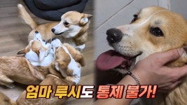 사고뭉치 웰시코기 4남매, ‘대한×민국×독립×만세’ | ZUM TV