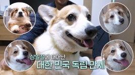 엄마 루시와 삼일절에 태어난 웰시코기 4남매★ | ZUM TV