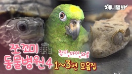 [쪼꼬미 동물병원 시즌4] 1~3편 내원 환자 모음집ㅣ[Animal Hospital for Tiny Animals Season 4] Compilation of Ep 1 to 3 | ZUM TV