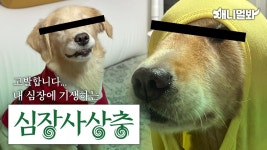 심장사상충에 대한 모든 것 ※이 영상으로 종결합니다※ㅣ※Here Is Everything You Need To Know About Heart worms※ | ZUM TV