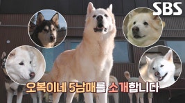 조용할 틈 없는 좌충우돌 시트콤, 오복이네 5남매★ | ZUM TV