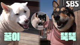 오복이네 아빠 진돌이에게 찾아온 새로운 사랑♥ | ZUM TV