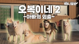 정신없음 주의) 오복이네 다시 왔댕 🐶ㅣ(Caution for Headache) Obok’s family is Back 🐶 | ZUM TV