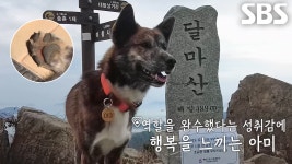 등산 집착견 ‘아미’, 산 오르는 진짜 이유 | ZUM TV