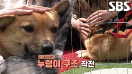누렁이 입양 결정, 새로운 출발 위해 안전한 구조 작전 실시! | ZUM TV
