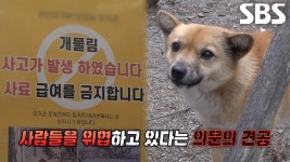 아파트 주민들에게 공포의 대상 된 의문의 견공, 누렁이♨ | ZUM TV