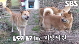 개들 위한 지상 낙원 ‘황도’에서 보내는 황도×달래의 일상 | ZUM TV