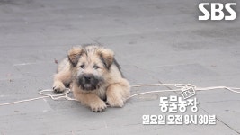 [5월 19일 예고] 평화로운 나날 깨는 사고뭉치 32마리 견공과의 동거 이야기♨ | ZUM TV