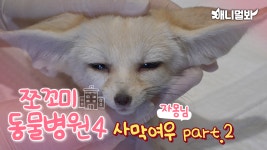 [쪼꼬미 동물병원 시즌4] 환자 : 사막여우 자몽님 | Todays Patient: Fennec Fox Jamong | ZUM TV