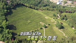 초록의 향연! 향기 가득한 사진 명소 ‘보성 녹차밭’ | ZUM TV