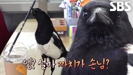 부동산 찾아온 뻔뻔한 불청객, ‘까치’ | ZUM TV