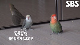 [7월 14일 예고] 동물농장 최초, 아빠 없이 태어난 앵무새 ‘캘리’ 위한 친부 찾기 프로젝트! | ZUM TV