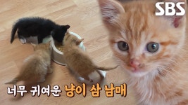 동물 사랑하는 준범이의 새로운 동생, 냥이 삼 남매♥ | ZUM TV