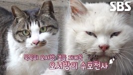 외톨이 누더기냥 오서방의 사랑꾼 아내 초롱이♥ | ZUM TV