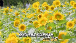 노란 물결의 향연! 다양한 자연경관 자랑하는 ‘강원도 태백’ | ZUM TV 노란 물결의 향연! 다양한 자연경관 자랑하는 ‘강원도 태백’