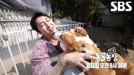 [8월 4일 예고] 슬리피, 무더위에 지친 웰시코기 대가족 돌보기 도전♨ | ZUM TV