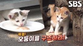 [스페셜] 달인이 알려주는 ‘스마트폰 청소 꿀팁 모음’ | ZUM TV
