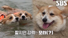 짧은 다리의 웰시코기들, 첫 바다 수영×찜질 도전! | ZUM TV