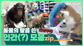 재들..동물이 아닐지도 몰라... 사람보다 더 사람같은 동물모음집ㅣCompilation of Human-like animals | ZUM TV