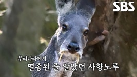 단 50여 마리 남은 미스터리 희귀 동물, ‘사향노루’ | ZUM TV