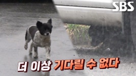 자유방랑한 도망견 ‘점순이’ 포획 대작전 실시! | ZUM TV