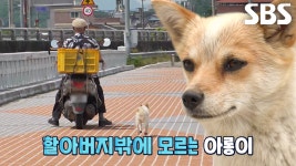 한순간도 할아버지 놓치지 않는 껌딱지, ‘아롱이’ | ZUM TV