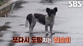 집 나간 강아지 ‘점순이’의 일탈·숨바꼭질♨ | ZUM TV