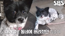 ‘떠돌이 점순이’, 유기견에서 구조 된 사연 | ZUM TV