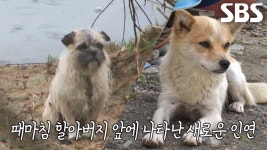 강아지 둘이 분명 집 안에 있는 걸 보고 나왔는데.. 대박 ㅣFather And Son Dog Opens The Door To Escape Every Day | ZUM TV