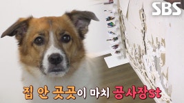 집안 초토화 만드는 강아지, 파괴왕 ‘하루’ | ZUM TV