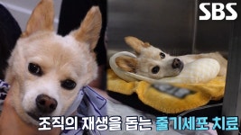 느끼함을 느낄 수가 없다 용산 ‘탕수육＋간짜장’ 맛집 | ZUM TV